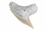 Fossil Tiger Shark Tooth - Lee Creek (Aurora), NC #71078-1
